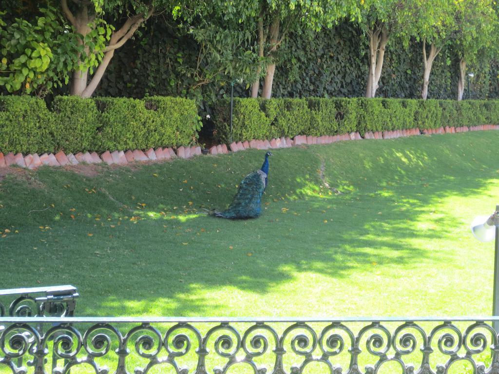 Gran Hotel Hacienda De La Noria Aguascalientes Exterior photo Peacock at the residence